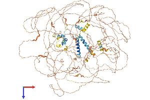 BCL9L Protein (AA 1-1494) (His tag)