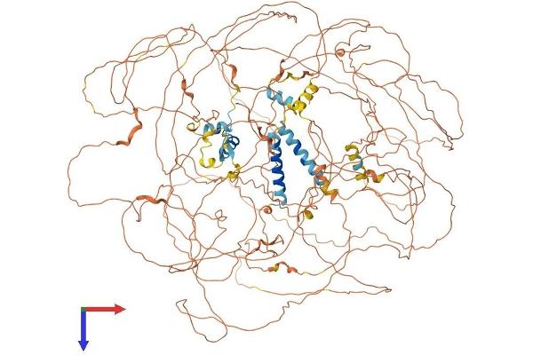 BCL9L Protein (AA 1-1494) (His tag)
