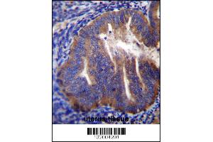 KLC2 Antibody immunohistochemistry analysis in formalin fixed and paraffin embedded human uterus tissue followed by peroxidase conjugation of the secondary antibody and DAB staining.