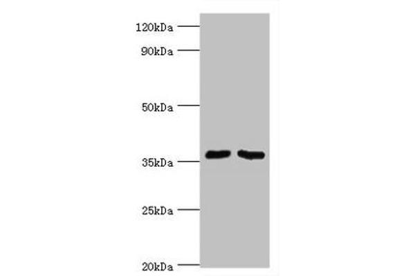 WDR77 antibody  (AA 1-260)