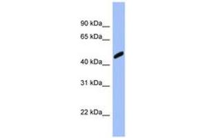Image no. 1 for anti-Retinoblastoma Binding Protein 7 (RBBP7) (AA 323-372) antibody (ABIN6741662) (RBBP7 Antikörper  (AA 323-372))