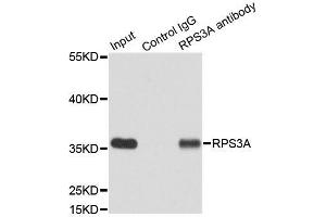 Immunoprecipitation (IP) image for anti-Ribosomal Protein S3A (RPS3A) (AA 1-264) antibody (ABIN6147221)