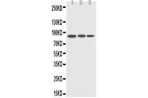 Anti-CDC5L antibody, Western blotting Lane 1: HELA Cell Lysate Lane 2: RAJI Cell Lysate Lane 3: A549 Cell Lysate (CDC5L Antikörper  (C-Term))