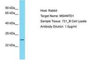 Image no. 1 for anti-Myb/SANT-Like DNA-Binding Domain Containing 1 (MSANTD1) (AA 159-208) antibody (ABIN6750796)