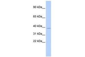 Image no. 1 for anti-Ts Translation Elongation Factor, Mitochondrial (TSFM) (AA 144-193) antibody (ABIN6740259) (TSFM Antikörper  (AA 144-193))