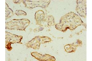 Immunohistochemistry of paraffin-embedded human placenta tissue using ABIN7159252 at dilution of 1:100 (MAGEA1 Antikörper  (AA 2-225))