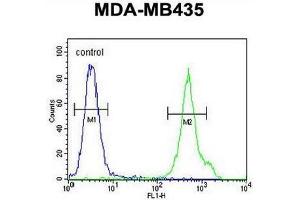 CD1E Antibody (Center) flow cytometric analysis of MDA-MB435 cells (right histogram) compared to a negative control cell (left histogram). (CD1e Antikörper  (Middle Region))