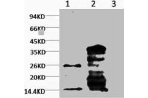 Western blot analysis of Hela, diluted at 1) 1:1000 2) 1:3000 (Histone 3 Antikörper  (H3K79me))