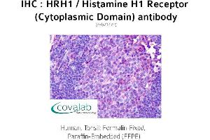 Image no. 2 for anti-Histamine Receptor H1 (HRH1) (3rd Cytoplasmic Domain) antibody (ABIN1735570) (HRH1 Antikörper  (3rd Cytoplasmic Domain))