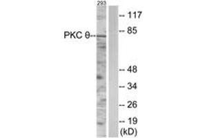 Western blot analysis of extracts from 293 cells, using PKC thet (Ab-538) Antibody. (PKC theta Antikörper  (AA 504-553))
