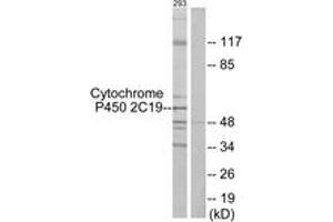 Western blot analysis of extracts from 293 cells, using Cytochrome P450 2C19 Antibody. (CYP2C19 Antikörper  (AA 241-290))