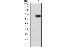 Western Blotting (WB) image for anti-Poliovirus Receptor (PVR) (AA 21-343) antibody (ABIN7193491)