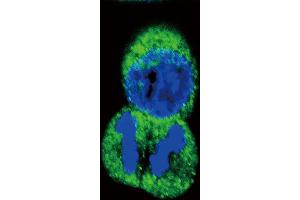 Immunofluorescence (IF) image for anti-Protein tyrosine Phosphatase, Receptor Type, J (PTPRJ) (His6) antibody (ABIN655037)