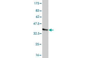 Western Blot detection against Immunogen (37. (FCGR2A Antikörper  (AA 46-150))