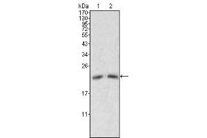 Western Blot showing ApoM antibody used against human serum (1, 2).