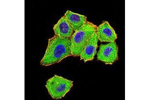 Immunofluorescence analysis of Hela cells using DDX1 mouse mAb (green). (DDX1 Antikörper  (AA 642-740))