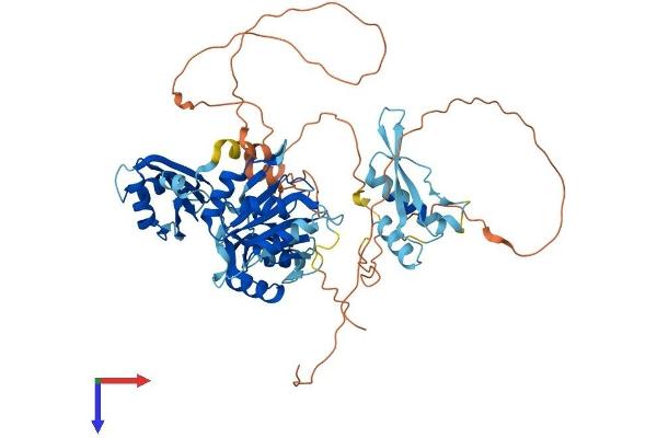 A1CF Protein (AA 1-595) (His tag)