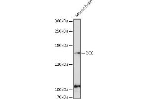 Western blot analysis of extracts of Mouse brain, using DCC antibody (ABIN6133664, ABIN6139435, ABIN7101845 and ABIN7101846) at 1:1000 dilution. (DCC Antikörper)