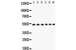 Western Blotting (WB) image for anti-Unc-51-Like Kinase 3 (ULK3) (AA 427-454), (C-Term) antibody (ABIN3043954) (ULK3 Antikörper  (C-Term))