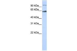 Western Blotting (WB) image for anti-MAU2 Sister Chromatid Cohesion Factor (MAU2) antibody (ABIN2459865)