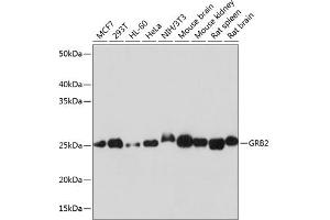 Western blot analysis of extracts of various cell lines, using GRB2 antibody (ABIN7267518) at 1:1000 dilution. (GRB2 Antikörper)