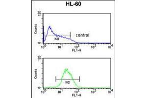 Flow cytometric analysis of HL-60 cells (bottom histogram) compared to a negative control cell (top histogram). (AFT7 Antikörper  (N-Term))
