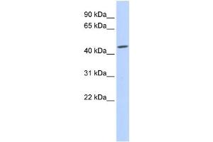 Western Blotting (WB) image for anti-Gap Junction Protein, gamma 2, 47kDa (GJC2) antibody (ABIN2458256)
