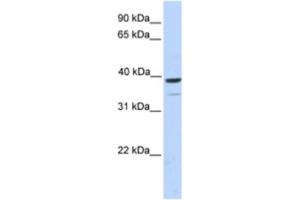 Western Blotting (WB) image for anti-Tripartite Motif Containing 27 (TRIM27) antibody (ABIN2463902) (TRIM27 Antikörper)