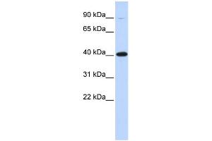 WB Suggested Anti-ZFP42 Antibody Titration:  0. (ZFP42 Antikörper  (Middle Region))