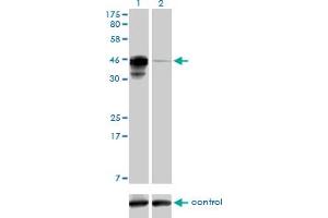 Western blot analysis of CREB3L4 over-expressed 293 cell line, cotransfected with CREB3L4 Validated Chimera RNAi (Lane 2) or non-transfected control (Lane 1). (CREB3L4 Antikörper  (AA 1-110))