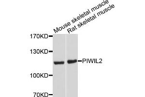 Western blot analysis of extracts of mouse skeletal muscle and rat skeletal muscle cells, using PIWIL2 antibody. (PIWIL2 Antikörper)