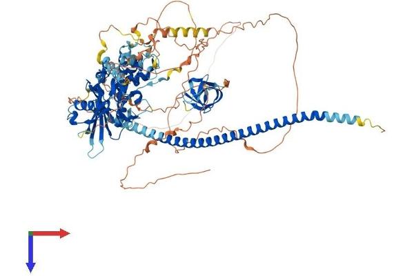 CCAR2 Protein (AA 1-923) (His tag)
