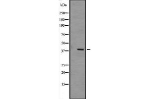 Western blot analysis of MAPK12 expression in mouse muscle tissue lysate,The lane on the left is treated with the antigen-specific peptide. (MAPK12 Antikörper  (Internal Region))
