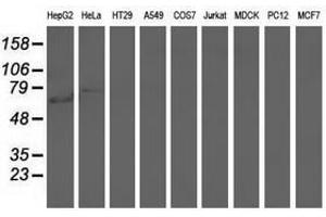 Image no. 1 for anti-rho GTPase Activating Protein 25 (ARHGAP25) antibody (ABIN1496709) (ARHGAP25 Antikörper)
