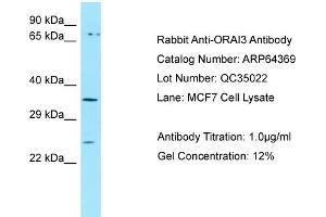 Western Blotting (WB) image for anti-ORAI Calcium Release-Activated Calcium Modulator 3 (ORAI3) (C-Term) antibody (ABIN2789818) (ORAI3 Antikörper  (C-Term))