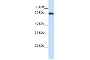 Image no. 1 for anti-DDB1 and CUL4 Associated Factor 11 (DCAF11) (N-Term) antibody (ABIN632512)