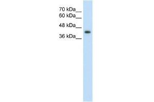 GNAS antibody used at 2. (GNAS Antikörper  (N-Term))