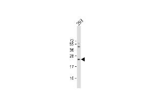 Anti-IL1RN Antibody (C-term) at 1:4000 dilution + 293 whole cell lysate Lysates/proteins at 20 μg per lane. (IL1RN Antikörper  (C-Term))