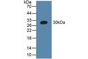 C1QA antibody  (AA 28-245)