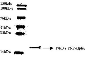 Western Blotting (WB) image for anti-Tumor Necrosis Factor alpha (TNF alpha) antibody (ABIN452504) (TNF alpha Antikörper)