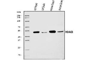 Western blot analysis of HDAC8 using anti-HDAC8 antibody (ABIN7601128).