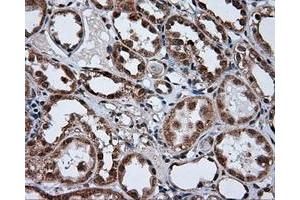Immunohistochemical staining of paraffin-embedded pancreas tissue using anti-TUBA8 mouse monoclonal antibody. (TUBA8 Antikörper)