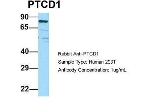 Host: Rabbit Target Name: PTCD1 Sample Type: Human 293T Antibody Dilution: 1. (PTCD1 Antikörper  (N-Term))