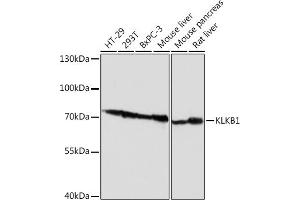 Western blot analysis of extracts of various cell lines, using KLKB1 Rabbit pAb (ABIN6129406, ABIN6142965, ABIN6142967 and ABIN6217272) at 1:1000 dilution. (KLKB1 Antikörper  (AA 20-300))