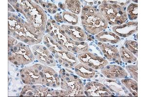 Immunohistochemical staining of paraffin-embedded Human liver tissue using anti-BHMT mouse monoclonal antibody. (BHMT Antikörper)