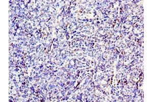 Immunohistochemistry of paraffin-embedded human thymus tissue using ABIN7171339 at dilution of 1:100