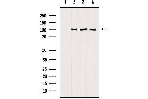 Western blot analysis of extracts from various samples, using SFPQ antibody.