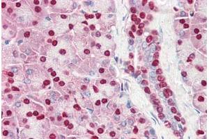 Human Pancreas (formalin-fixed, paraffin-embedded) stained with ACIN1 antibody ABIN461881 at 5 ug/ml followed by biotinylated goat anti-rabbit IgG secondary antibody ABIN481713, alkaline phosphatase-streptavidin and chromogen. (ACIN1 Antikörper  (AA 775-789))