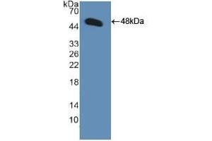Detection of Recombinant GDF2, Human using Polyclonal Antibody to Bone Morphogenetic Protein 9 (BMP9) (GDF2 Antikörper  (AA 32-427))