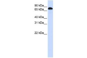 Western Blotting (WB) image for anti-Signal Transducer and Activator of Transcription 3 (Acute-Phase Response Factor) (STAT3) antibody (ABIN2458306) (STAT3 Antikörper)